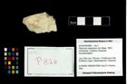 Foto (Objekt + Etikett) von Pithonoton marginatum (von Meyer, 1842)  (NHMW-GEO-2014-0194-0828)